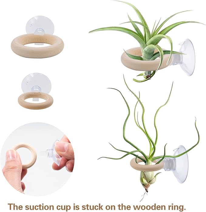 20 PCS Air Plant Holder Suction Cup, 2 Sizes Small Wooden Tillandsia Hanger with Suction Cups for Smooth Glass, Tile, Window, Metal Surface Home Decor Display (Plants Not Included)
