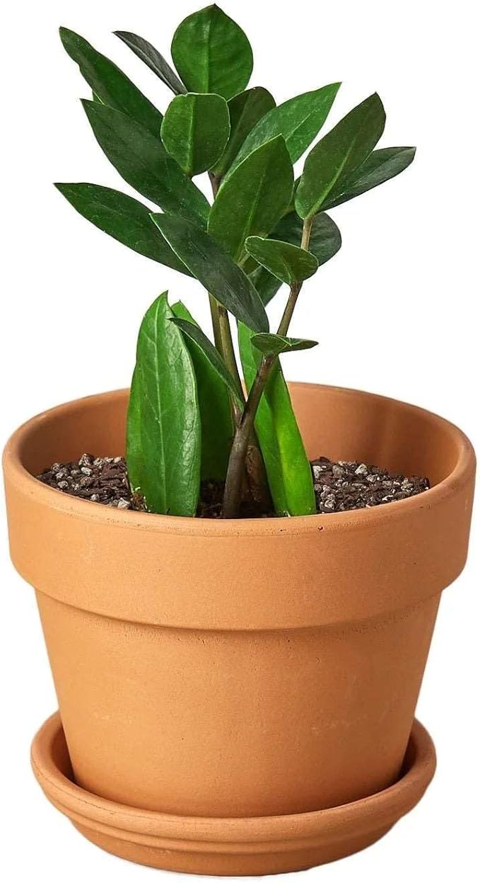 Zamioculcas Zamiifolia ZZ Live Plant for Indoor | Different Houseplants in 4'' & 6'' Pot | Real House Plant for Living Room, Office, Desk & Bathroom |