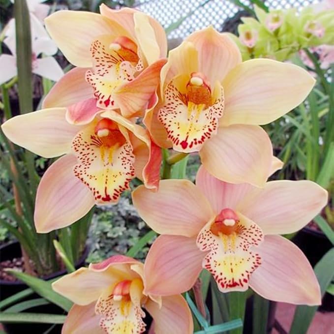 110+ Mix Orchid Seeds for Planting in Home Garden-Non-GMO Heirloom Plant Seeds Garden Outdoor
