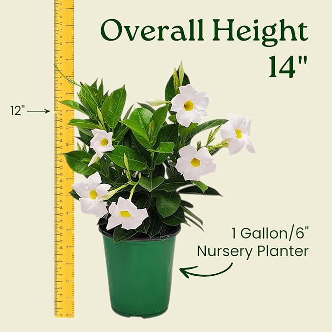 Tropical Plants of Florida - White Dipladenia Bush - 14 inch Overall Height - 6 inch Planter Pot (1 Gallon) (Plant Only)