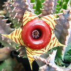 Starfish Cactus Plant in 2 Inch Pot, Live Indoor Succulent for Pot and Hanging Basket, Easy Care Indoor, Outdoor Plants