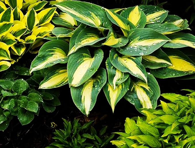 50pcs Mixed Hosta Seeds for Planting Outdoors Rare Perennial Flower Shade Hosta Plant Moderate Drought Tolera