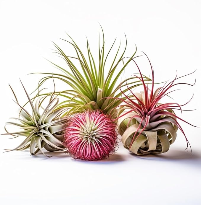Air Plants Live | Air Plants Variety Pack Live | Available in Packs of 2, 4, 6, 8, 10, &12 | Tillandsia Live Plants | 1-5 inches | CA Seller (Pack of 8 Air Plants)