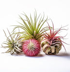Air Plants Live | Air Plants Variety Pack Live | Available in Packs of 2, 4, 6, 8, 10, &12 | Tillandsia Live Plants | 1-5 inches | CA Seller (Pack of 8 Air Plants)