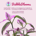 BubbleBlooms Pink Tradescantia Nanouk, in a 4 inch Pot Pink Variegated Wandering Dude