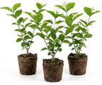 3 Blooming Jasmine Plants, Maid of Orleans Sambac Jasmine Live Plants, 4 to 6 Inc Tall, Jasmine Plants Live, Jasmine Well Rooted