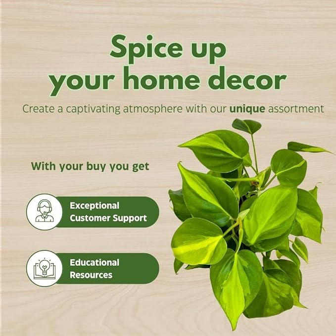 BubbleBlooms Philodendron Brazil 4 inch Brazillian Pothos