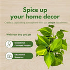 BubbleBlooms Philodendron Brazil 4 inch Brazillian Pothos