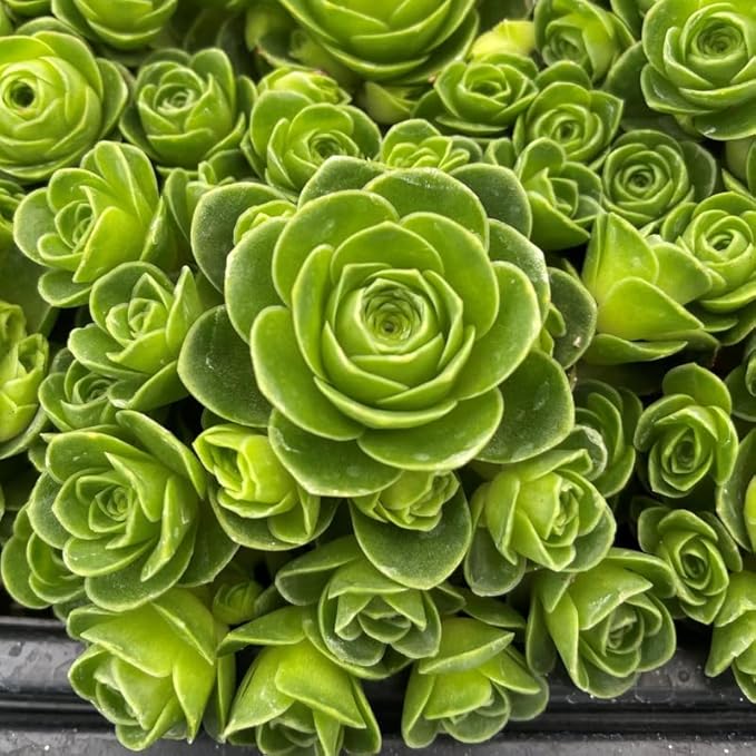 Mountain Rose Succulent Plant | Greenovia Dodrentalis in 2" Pot | Low Maintenance Desk Plant for Modern Interiors
