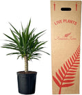 Yucca Cane – 10 Inches Grower Pot – Live Indoor/Outdoor Air Purifying Plant – Drought-Tolerant Easy Care Tropical Houseplant for Home or Office Décor