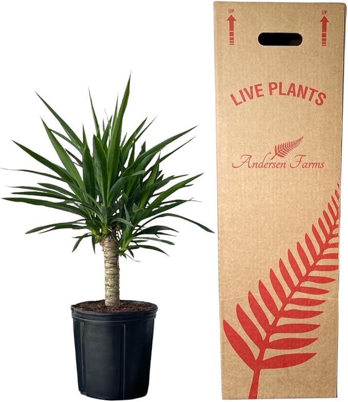 Yucca Cane – 10 Inches Grower Pot – Live Indoor/Outdoor Air Purifying Plant – Drought-Tolerant Easy Care Tropical Houseplant for Home or Office Décor