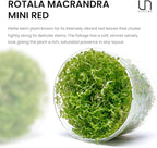 Ultum Nature Systems Rotala Macrandra Mini Red Stem Tissue Culture Live Plant for Aquarium, Aquascape, Freshwater Fish Tanks - 100% Snail Free in Vitro