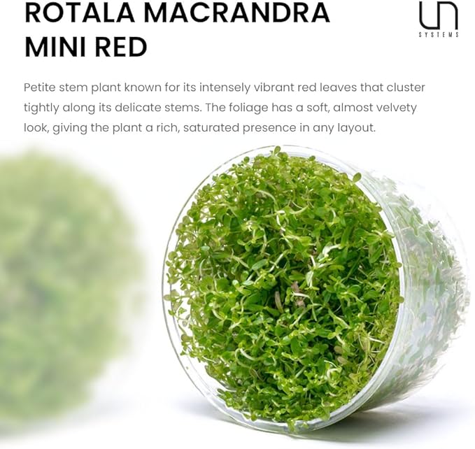 Ultum Nature Systems Rotala Macrandra Mini Red Stem Tissue Culture Live Plant for Aquarium, Aquascape, Freshwater Fish Tanks - 100% Snail Free in Vitro