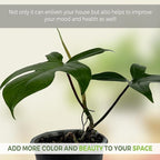 LEAL PLANTS ECUADOR Philodendron Florida Green (Pack of 2)| Exotic Low-Maintenance Houseplant | Perfect for Living Rooms & Indoors | Lush Live Philodendron Plants | Florida Green Indoor Houseplant