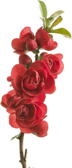 Proven Winners - Chaenomeles Double Take Scarlet (Quince) Shrub, scarlet/ thornless, #2 - Size Container