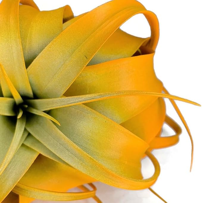 XL Xerographica Colored Air Plant, Live Tillandsia House Plant, Easy Care Indoor Outdoor, Great Gift, Healthy Arrival Guaranteed (Bright Orange)