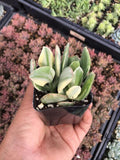 2" Crassula ovata 'Tricolor' 'Variegated Jade Plant'