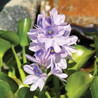 Three (3) Water Hyacinth (Eichhornia crassipes) | Live Floating Pond Plants for Water Gardens (3 Count)