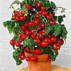 Dwarf Bush Cherry Tomatoes Seeds for Planting About 20 Seeds Indoor Tomato