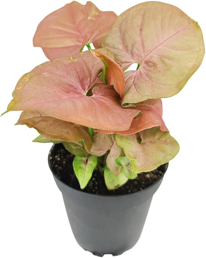 Syngonium Neon Robusta (4 inch) - Lucky Houseplants - 4/6 inch Unique Live Decorative Houseplants - Easy to Care Indoor Plants, Perfect for Office, Home & Feng Shui Decor