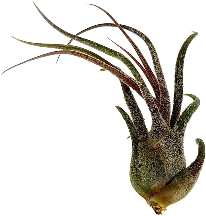 ragnaroc Air Plants - Tillandsia Pruinosa, Large 3-5" - 5ct - Live Arrival Guaranteed - House Plants for Home Decor & Gift