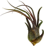 ragnaroc Air Plants - Tillandsia Pruinosa, Large 3-5" - 5ct - Live Arrival Guaranteed - House Plants for Home Decor & Gift