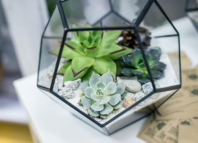 500pcs Mix Rare Succulent Seeds for Planting, DIY Bonsai Ornamental Plant Hardy Perennial