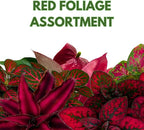 BubbleBlooms Red House Plants Foliage Assortment Set of 3 in 2 inch pots
