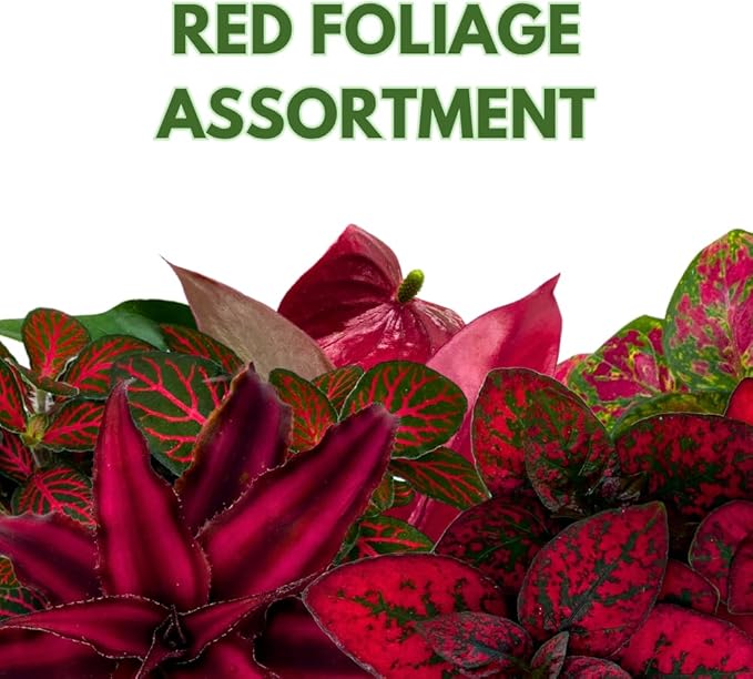 BubbleBlooms Red House Plants Foliage Assortment Set of 3 in 2 inch pots