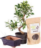Brussel's Bonsai - Live Golden Gate Ficus Bonsai Tree Kit with Ceramic Bonsai Pot & Bonsai Soil, Indoor Bonsai Plant Starter Kit, Easy Care Houseplant for Home or Office (Medium)