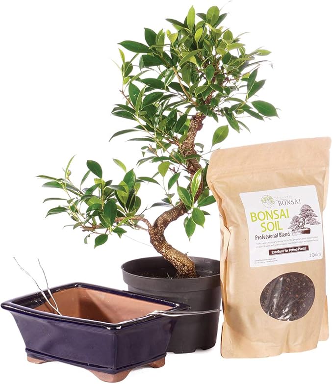 Brussel's Bonsai - Live Golden Gate Ficus Bonsai Tree Kit with Ceramic Bonsai Pot & Bonsai Soil, Indoor Bonsai Plant Starter Kit, Easy Care Houseplant for Home or Office (Medium)