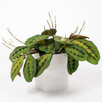 Maranta 'Red Prayer' Live Plant for Indoor | Different Houseplants in 4'' & 6'' Pot | Real House Plant for Living Room, Office, Desk & Bathroom | Prayer Plant