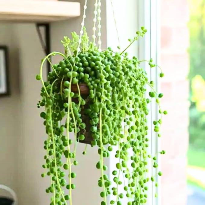 String of Pearls Live Plant, Rare Succulent Houseplant Indoor Home Decoration