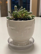 Sprout N Green Baby Toes Succulent, Live Fenestraria rhopalophylla Plant Fully Rooted in 2" Pot wit Soil Mix, Home Office Wedding Decoration DIY Projects Party Favor, Easy to Care, Pet Friendly