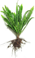 Boston Sword Fern Nephrolepis Exaltata, Live Bare Root Bundle, 15"-21" H, Air Purifier (15")