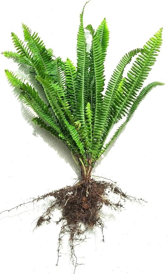 Boston Sword Fern Nephrolepis Exaltata, Live Bare Root Bundle, 15"-21" H, Air Purifier (21")