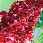 Red Pixie Lilac Shrub – Fragrant Reblooming Lilac Bush | Cold Hardy, Drought Resistant & Low Maintenance | Attracts Butterflies & Bees | Perfect for Small Gardens & Containers – Live Plant