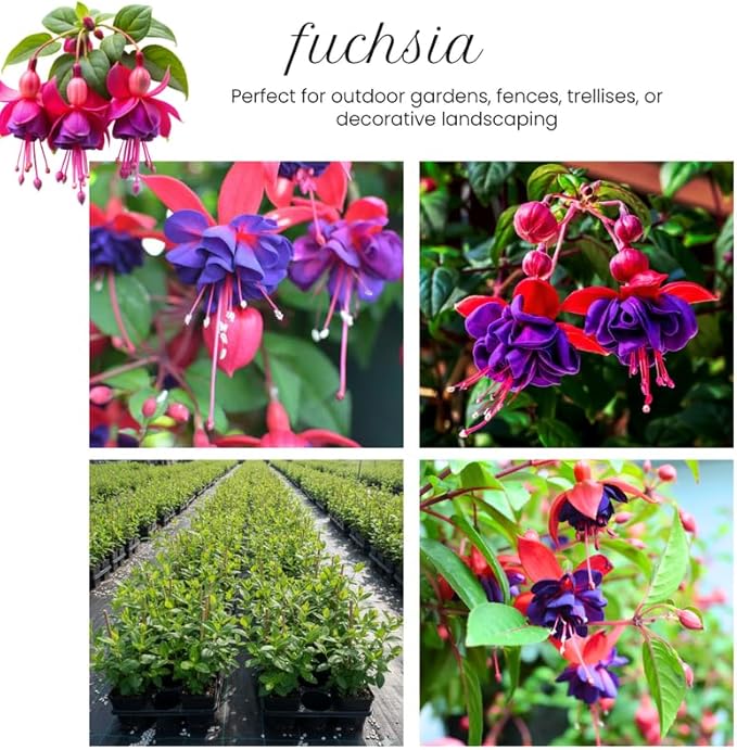 Blue Fuchsia Plant Live in 5-Inch Pot, Hanging Basket Flower, Hardy Fuchsia Vine for Shade Gardens, USDA Zones 8-11