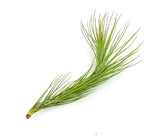 ragnaroc Air Plants - Tillandsia Funckiana Hybrid, Large 5-7" - 5ct - Live Arrival Guaranteed - House Plants for Home Decor & Gift