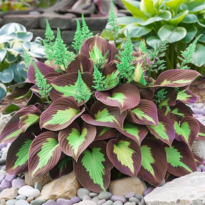 220+ Mixed Rare Hosta Seeds for Planting-Attract Pollinators Perennial Garden Decoration