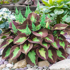 220+ Mixed Rare Hosta Seeds for Planting-Attract Pollinators Perennial Garden Decoration