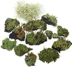 Live Lichen Assortment 4"x6" Bag for Terrariums and Fairy Gardens