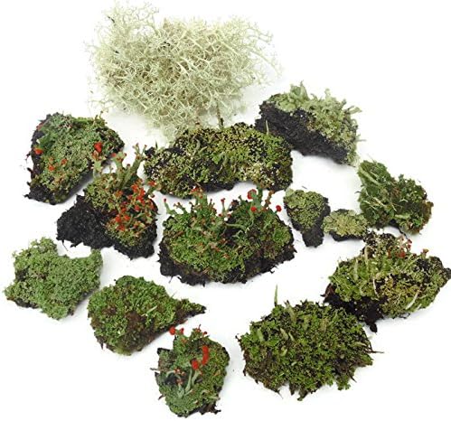 Live Lichen Assortment 4"x6" Bag for Terrariums and Fairy Gardens