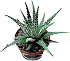 Haworthia fasciata 'superwhite', Live Succulent Fully Rooted in 4" Pots with Soil Mix, Rare House Plant for Home Office Indoor Outdoor Wedding Decoration, DIY Projects, Party Favor Gift
