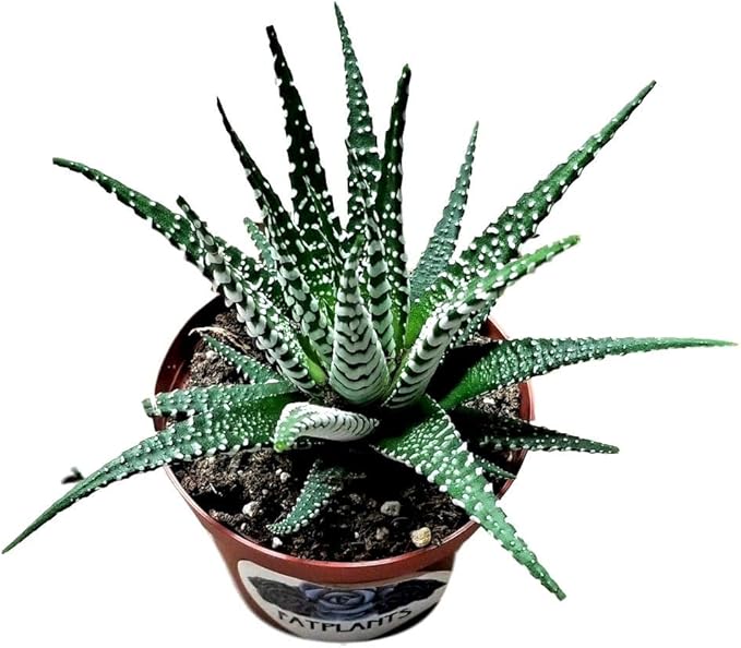 Haworthia fasciata 'superwhite', Live Succulent Fully Rooted in 4" Pots with Soil Mix, Rare House Plant for Home Office Indoor Outdoor Wedding Decoration, DIY Projects, Party Favor Gift
