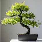 Black Willow Bonsai Tree Cutting to Grow - Dark Branches - Fast Growth, Good for Training - Easy-to-Root for Beginners & Experts, Indoor or Outdoor Planting - Gift for Plant Lovers