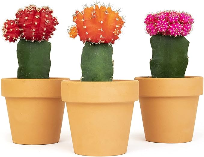 Grafted Cactus Succulent 3PK in 3" Terracotta Pots, Live Succulents & Mini Cacti Plant Gift, Real Houseplants for Home or Office, Easy Care Houseplant Trio by Plants for Pets