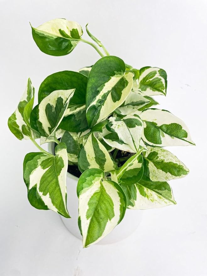 RedCrocus Pearls and Jade Pothos- Indoor Plant with Variegated Green and White Foliage, Air-Purifying, Easy Care, Pet Warning, Hanging & Wall Garden Suitable 8" Hanging Basket