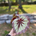 Trailing Begonia Plant Live, Rare Begonias Live Plant, 4-8 Inc Starter Indoor Outdoor Houseplant (Purple Green Begonia)