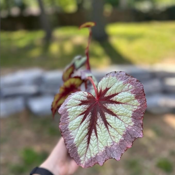 Trailing Begonia Plant Live, Rare Begonias Live Plant, 4-8 Inc Starter Indoor Outdoor Houseplant (Purple Green Begonia)